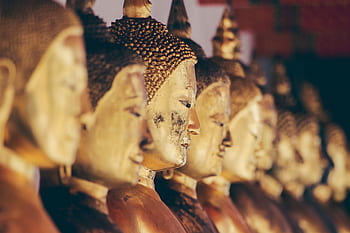 Gautama, buddha, figur, statuer, guld