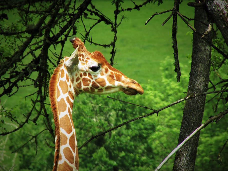 giraffe, animal, mammal, african, wildlife, safari, nature, neck