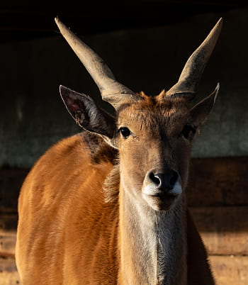 common eland, taurotragus oryx, antelope, eland, east africa, south africa, deer, savannah, safari, buck, nature