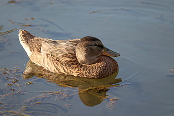 mallard, water, mirroring, duck, female, floats, swim, bird, nature, water bird, animal