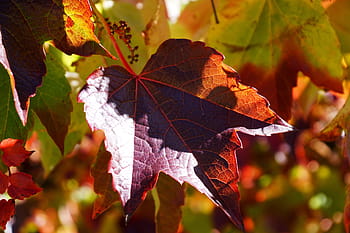 vine, wine partner, leaves, autumn, leaf, red, fall foliage, emerge, autumn colours, color, plant