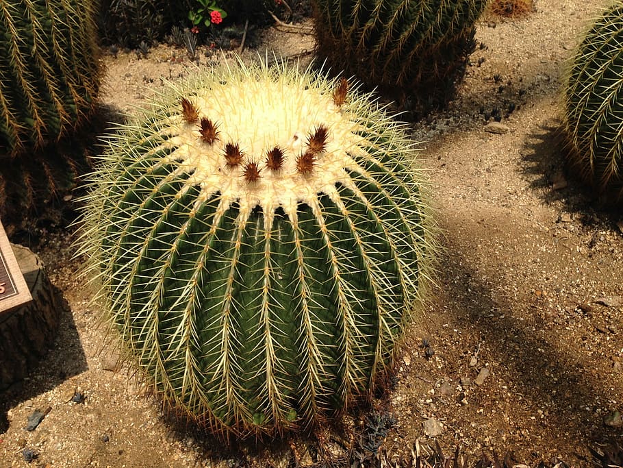 Cactus, Thorn, Botanical Garden, succulents, arboretum, green, succulent, fleshy in this, a fleshy plant, greenhouse, garden