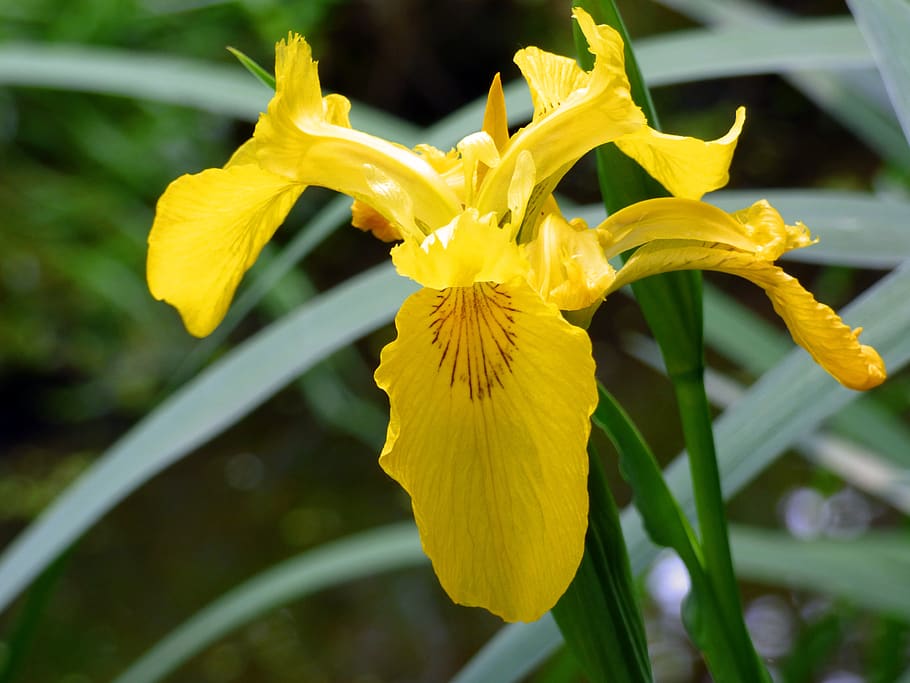duhovka, květ, bažina iris, iridaceae, rostlina, zblízka, Příroda