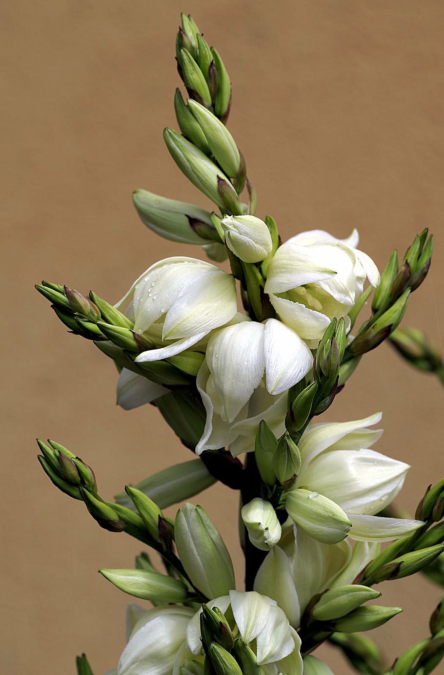 Blume, schneidig, Strauß, Hochzeit, Rosa, hoch, Single, vertikal, Zusammensetzung