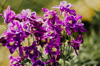 Aquilegia vulgaris, flores, púrpura, aguileña europea, violeta, flora, floral, floración, flor, botánico, floreciente