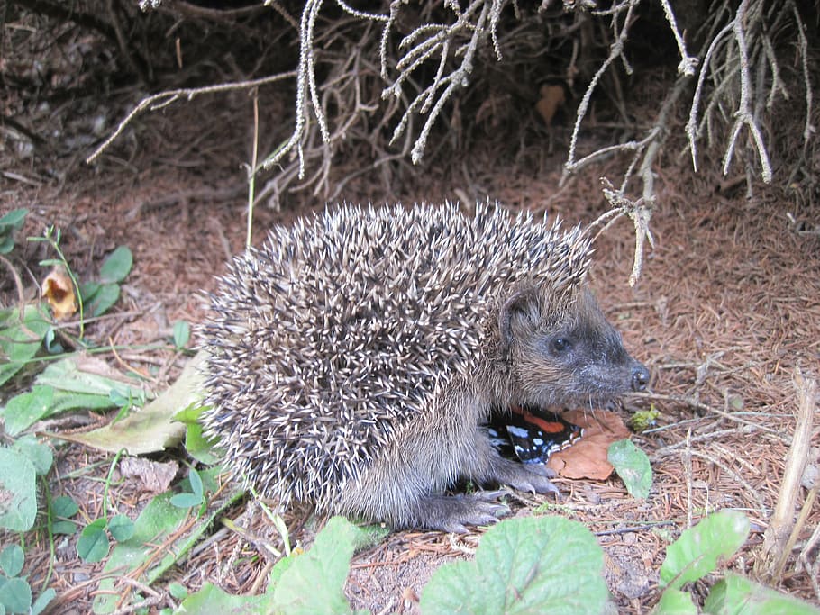 hedgehog, young hedgehog, spur, hedgehog child, foraging, animal world, prickly, mammal, nature, hannah, cute