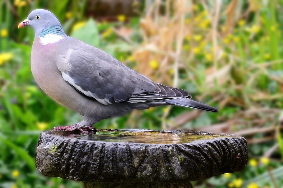 gray, pigeon, stone, woodpigeon, side-forward view, perched, bird bath, garden, columba palumbus, wild bird, coloured feathers