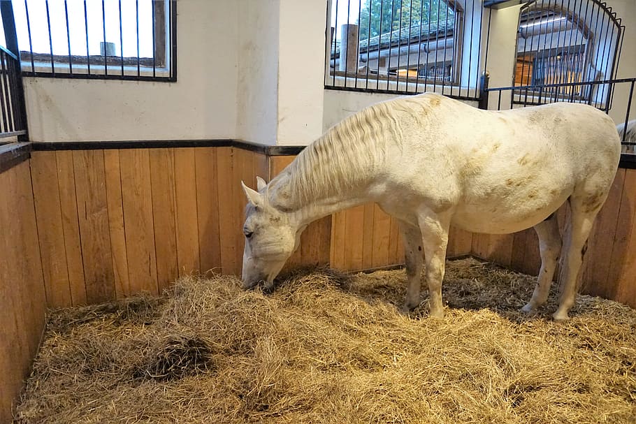 kůň, lipizzaner, stud, usedlost, reiterhof, reitstall, plemeno koně, savec, plnokrevník, roztomilý, zvíře