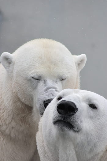polare, orso, chiuso, occhi, accanto, un altro, orso polare, con gli occhi chiusi, orsacchiotto, dormire, pigro