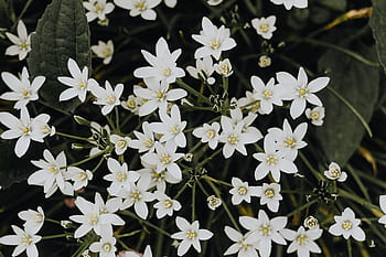 Ornithogalum, flores, primavera, naturaleza, bulbo, fondo, blanco, primer plano