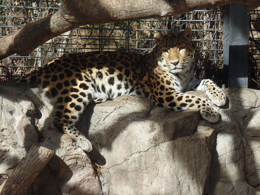 zoo, Příroda, velká kočka, leopard, Kočkovitý