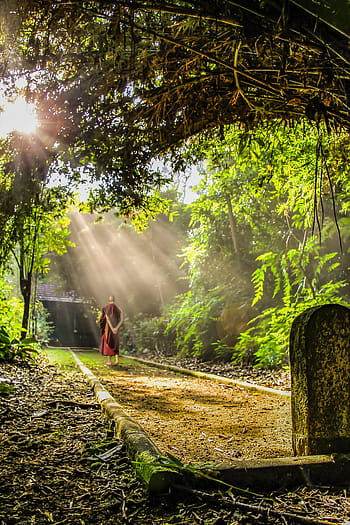 monnik dichtbij bos, theravada boeddhisme, wandelende meditatie, monnik, Boeddhisme, Boeddhist, cultuur, meditatie, religieus, religie, tempel