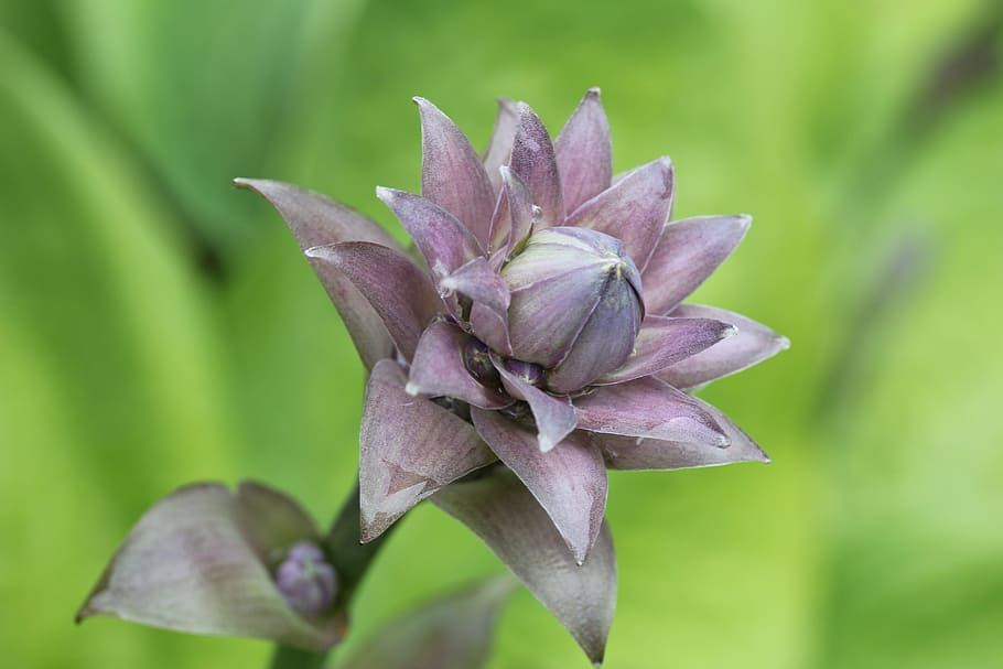 Plantain Lily, Hosta, Leaf, green, leaves, plant, woodland, garden, nature, perennial, flower