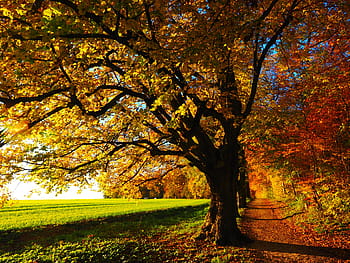 yellow leaf tree, tree, avenue, back light, sun, field, away, sky, green, tribe, sunset