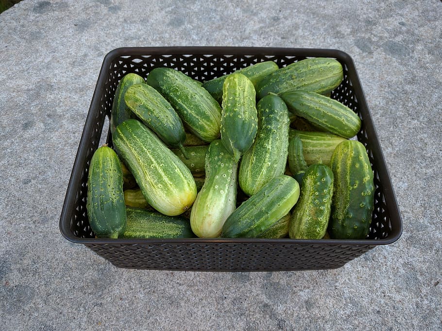Pickles, Food, Orchard, food and drink, healthy eating, vegetable, freshness, green color