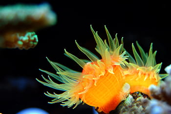 foto, Due, arancia, verde, erbe marine, corallo, scogliera, mare, subacqueo, acqua, marino