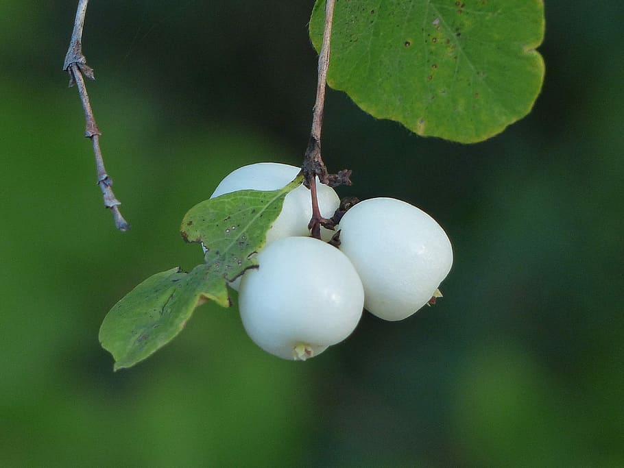 Common Snowberry, Berries, White, symphoricarpas albus, toy torpedo, cap bomb, meadow, plant, nature, forest, close-up