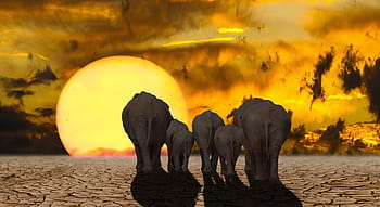 elephant illustration, sun, nature, emotions, climate change, fantasy, composing, elephant, desert, drought, thirst