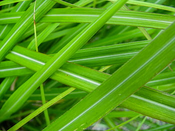 zelené listy, zelená, listy, rostlin, zelená barva, celý rám, pozadí, detail, svěžest, růst, nikdo