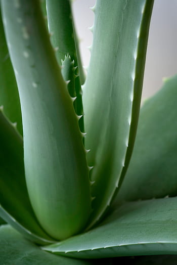 verde, pianta, macro, aloe, avvicinamento, Vera, foglia, natura, botanica, in crescita, guarigione