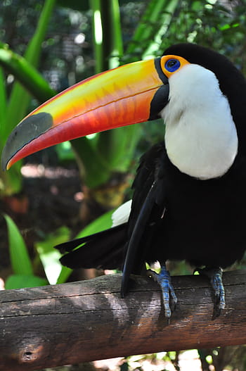 tucano, bird, brazil, brazilian fauna, nature, large spout, forest, animals, zoo, fauna, brazilian