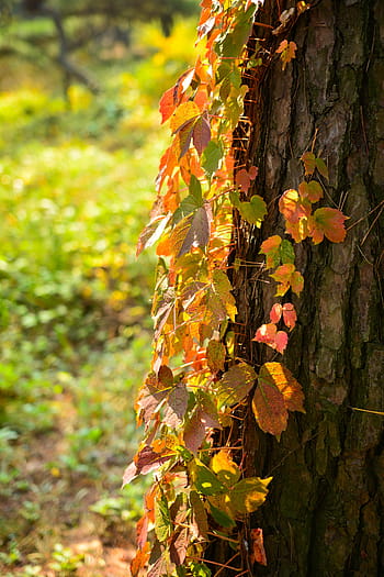 korea, gyeonggi do, gimpo-si, zhang ling, unesco, cultural heritage, tomb, songnim, brush forest, sol, ivy