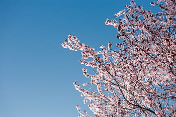 flores, flora, cielo azul, floreciente, primavera, flor, ramita, rama, rosa