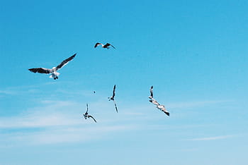 gregge, uccelli, volante, cinque, animali, blu, cielo, luce del sole, estate, animali allo stato selvatico, solidarieta