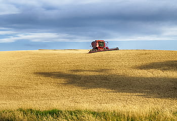 wheat harvest, usa, idaho, palouse, gold, combine, summer, dry land wheat farming, farming, agriculture, landscape