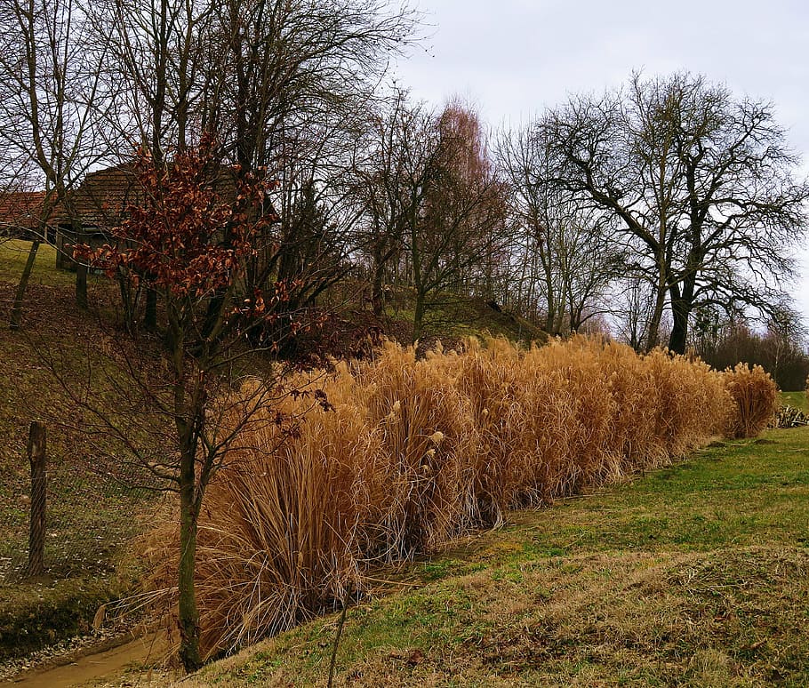 nature, landscape, hill, threes, before spring