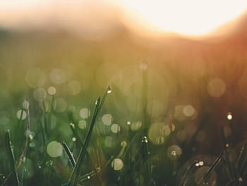 bokeh photography, green, grass, sunset, nature, outdoors, field, blurry, bokeh