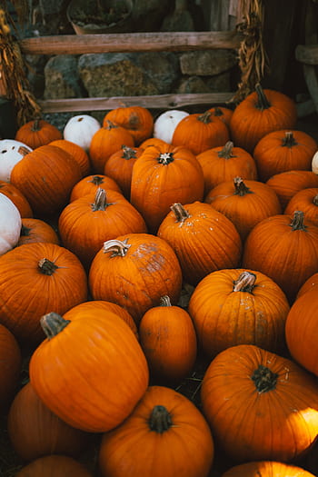 squash, zeleniny, dýně, předvečer Všech svatých
