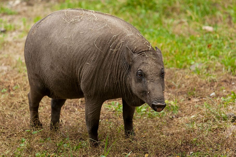 hnědý, čtyři, nohama, zvíře, kanec, savec, Příroda, prase, sele, vepřové, svině