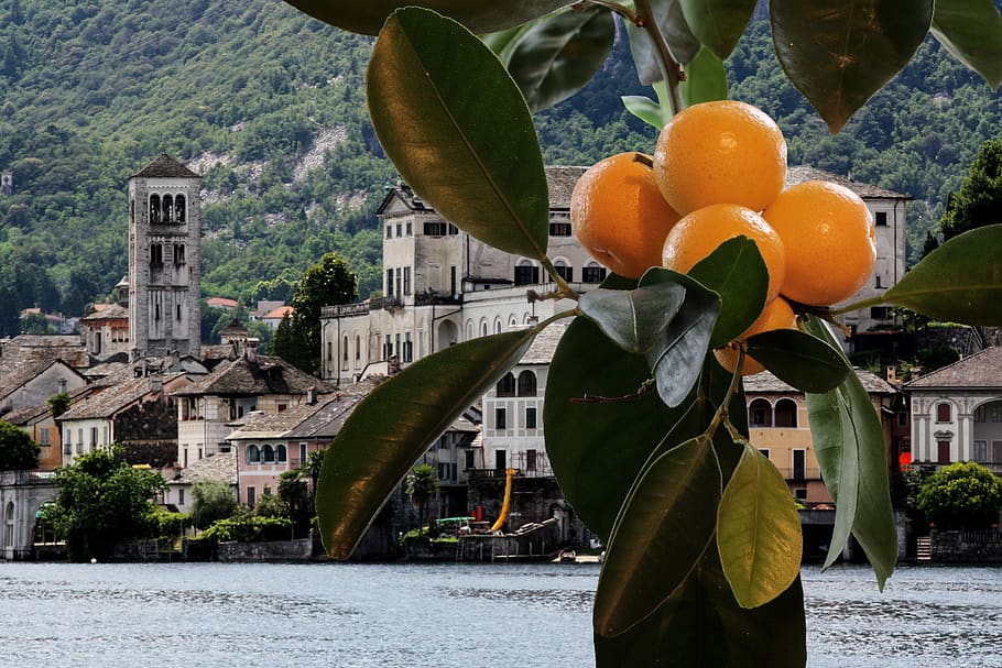 slunce, ovoce, mandarinky, pomeranče, lago maggiore, Itálie, listy, Jasný, krajina, voda