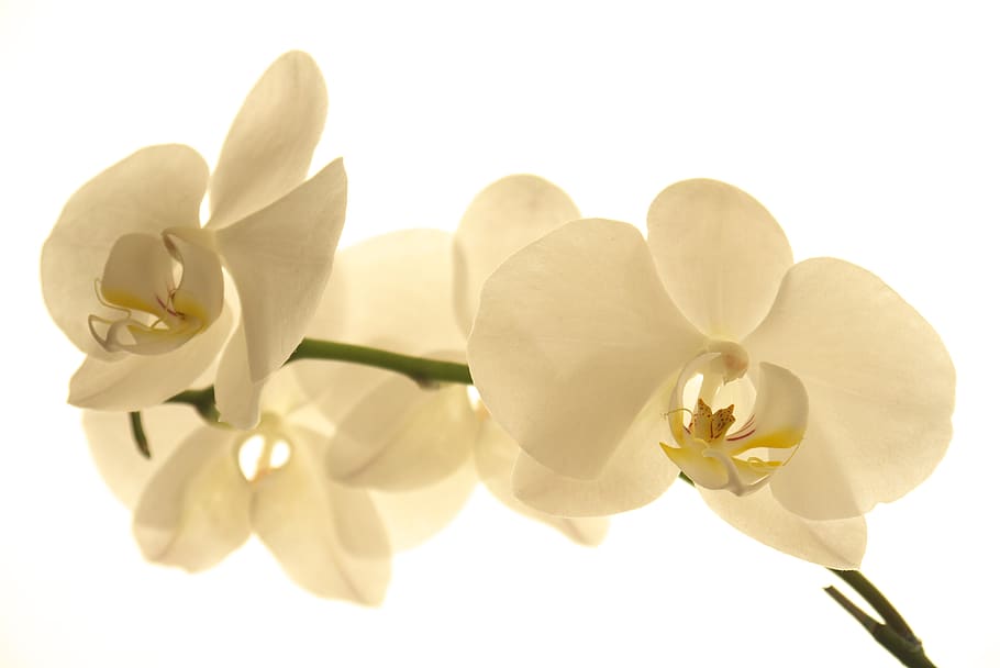 flower, nature, petal, tropical, plant, orchid, botany, tropical blooms, blossom, bloom, flora