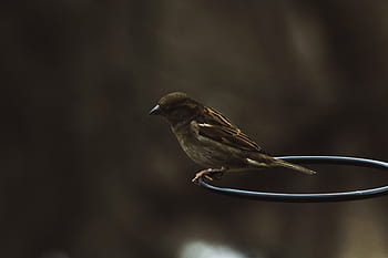 sparrow, black, ring, shallow, focus photography, dark, bird, animal, outdoor, nature, wildlife