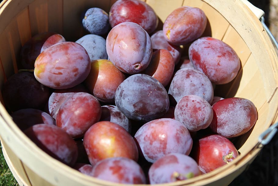 basket of peach, plums, fruit, harvest, organic, healthy, fresh, fruits and vegetables, ripe, red, nature