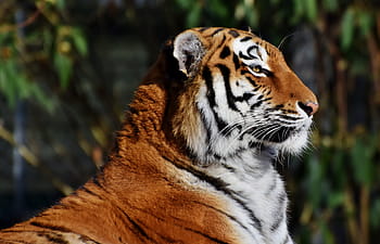 selektif, fotografi fokus, harimau, kucing, predator, kucing liar, kucing besar, kepala harimau, lidah, berbahaya, mulia