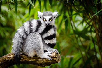 Ring, Lemur, nice, spring, weather, lemur on tree branch