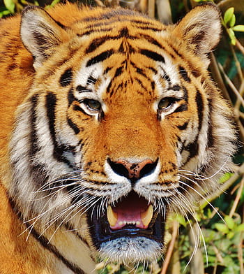 hnědý tygr, tygr, dravec, srst, Krásná, nebezpečný, kočka, fotografování divoké zvěře, živočišného světa, tierpark hellabrunn, Mnichov