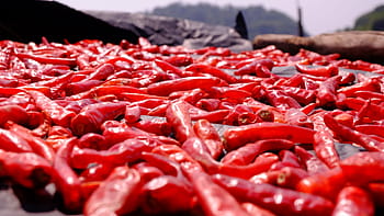 red chillis, tilt, shift, photography, dried, chili, red, peppers, spicy, food, ingredient