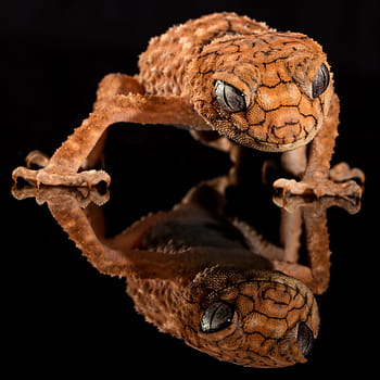 foto, Marrone, geco leopardo, geco, manopola ruvida, lucertola, Australia, manopola-tailed, rettile, centrale, natura