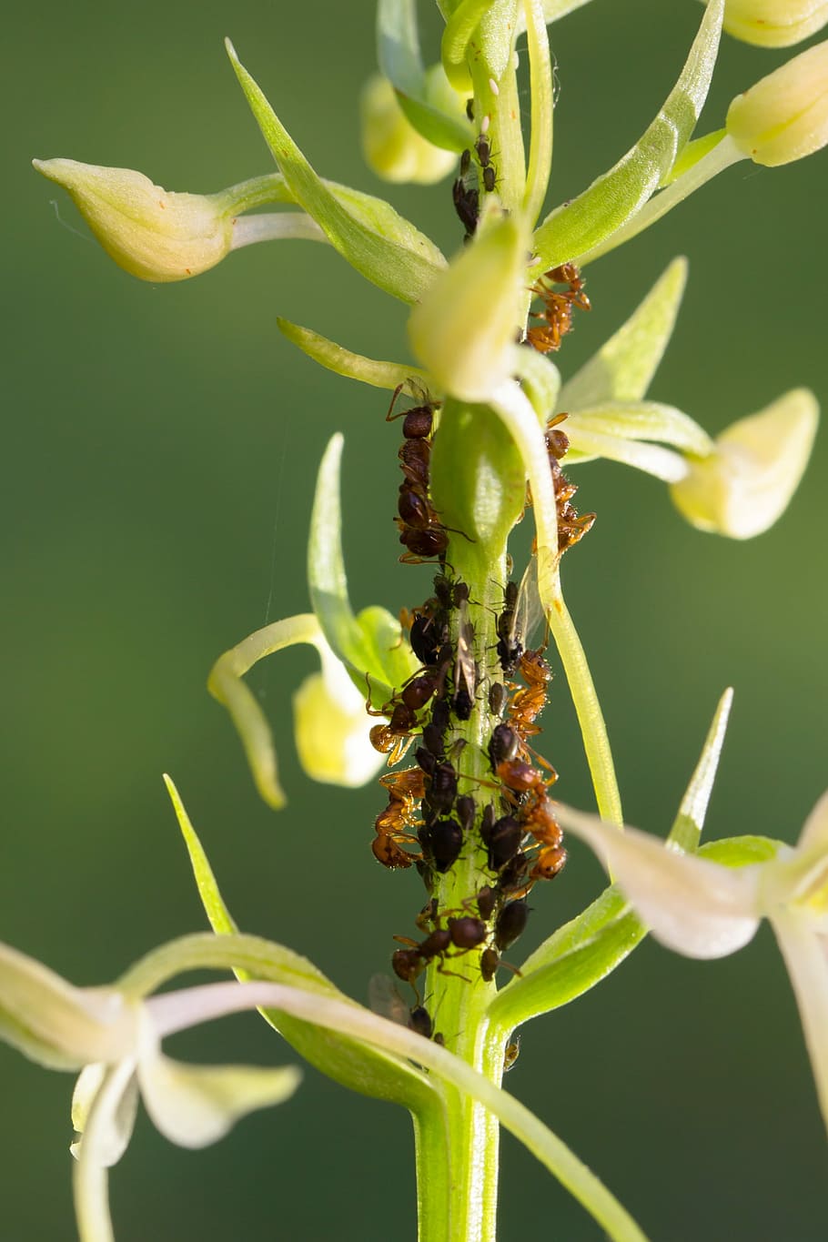 orchidea, pidocchi, formiche, mungitura dei pidocchi, afide