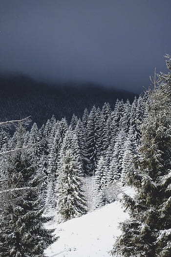 la neve, inverno, bianca, freddo, tempo metereologico, ghiaccio, alberi, piante, natura, boschi, foresta