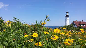 Bett, Gelb, Blumen, Leuchtturm, Coreopsis, Lanceolata, Coreopsis, lanceolata, lanceleaf, Leuchtfeuer, Maine, Küste