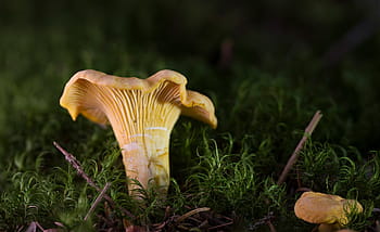 foto ravvicinata, beige, fungo, campo d'erba, gallinacci, spugna all'uovo, giallo, finferli, Cantharellus, commestibile