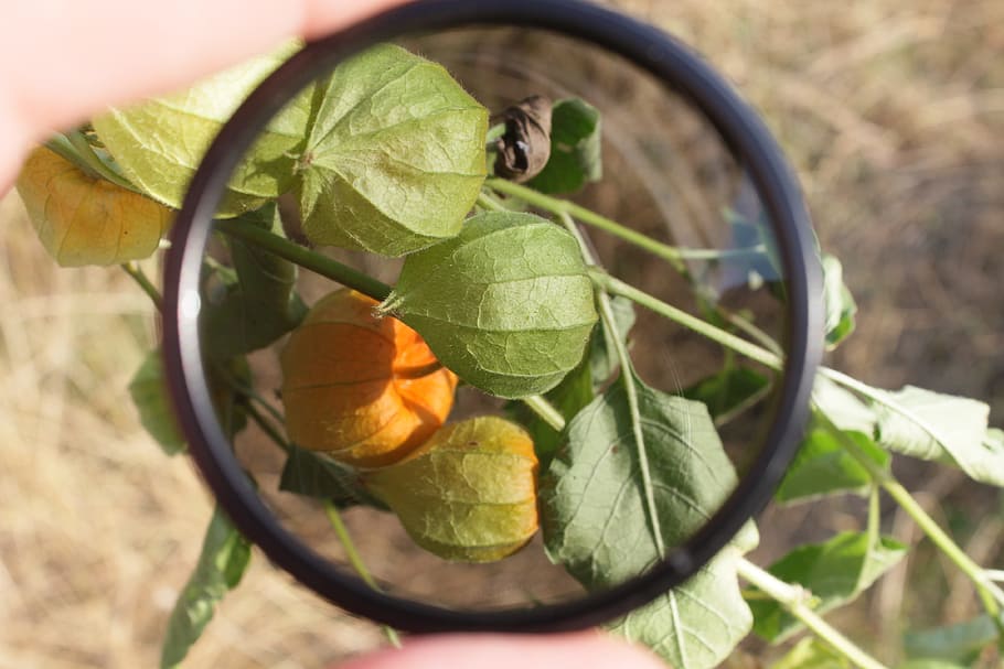 filtr, polarizace, oběžník, objektiv, bílý, Fotoaparát, fotografování, polarizátor, zařízení, sklenka, fotografický