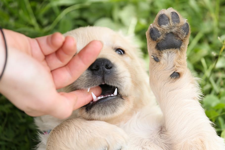 osoba ukazováček, uvnitř, pusa, hnědý, krátký, potažené, štěně, osoba, ukazováček, Zlatý retriever, Pes