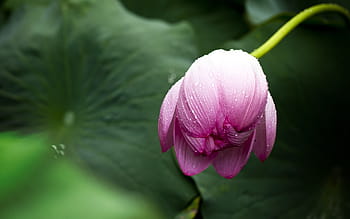 selectorized photography, pink, petaled flower, lotus, lotus leaf, nature, flowers, greenness, plant, flower, petal