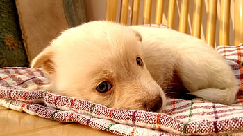 หมา, ลูกสุนัข, สัตว์, น่ารัก, ผ้าห่ม, ขาว, ขน